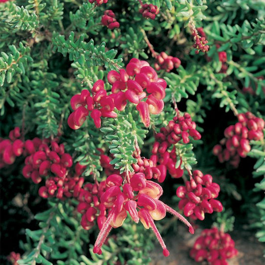 Grevillea lanigera 'Mt Tamboritha' native grevillea shrub