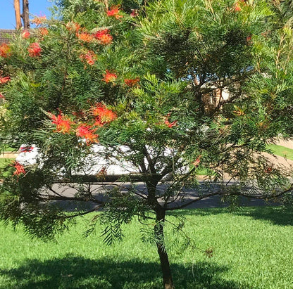 Grevillea 'Ned Kelly' bird attracting plant