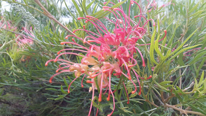 Grevillea 'Ned Kelly' Australian native shrub