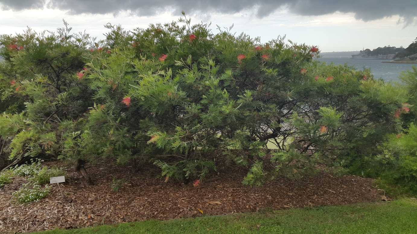 Grevillea 'Ned Kelly' native grevillea shrub