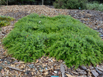 Grevillea obtusifolia bird attracting plant