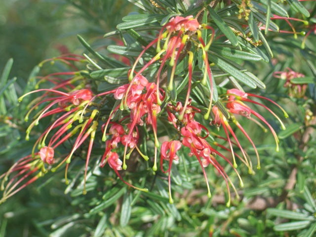 Grevillea obtusifolia Australian native shrub