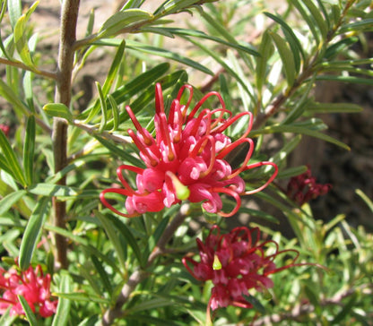 Grevillea obtusifolia low maintenance flowering shrub
