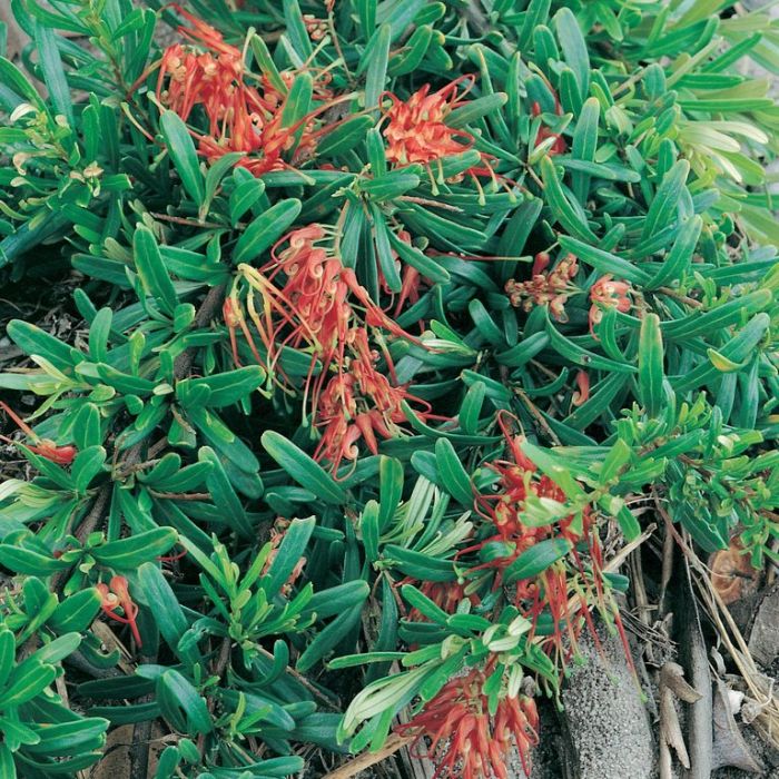 Grevillea obtusifolia native grevillea shrub