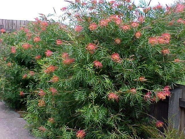Grevillea 'Robyn Gordon' bird attracting plant