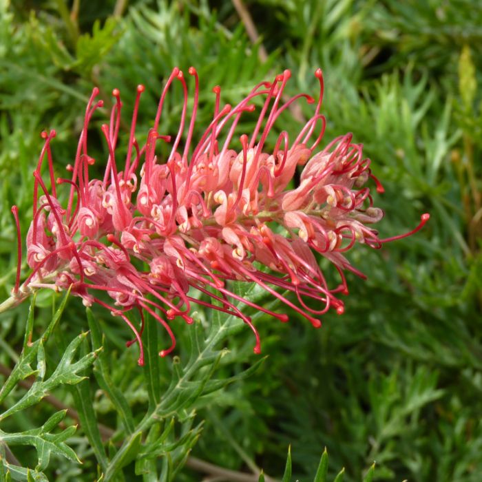 Grevillea 'Robyn Gordon' Australian native shrub
