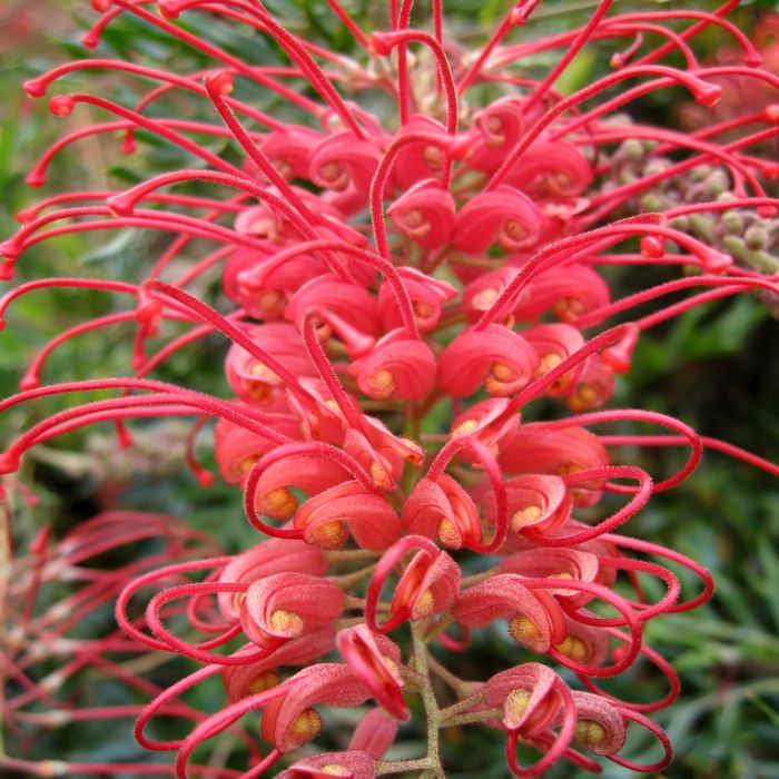 Grevillea 'Robyn Gordon' low maintenance flowering shrub