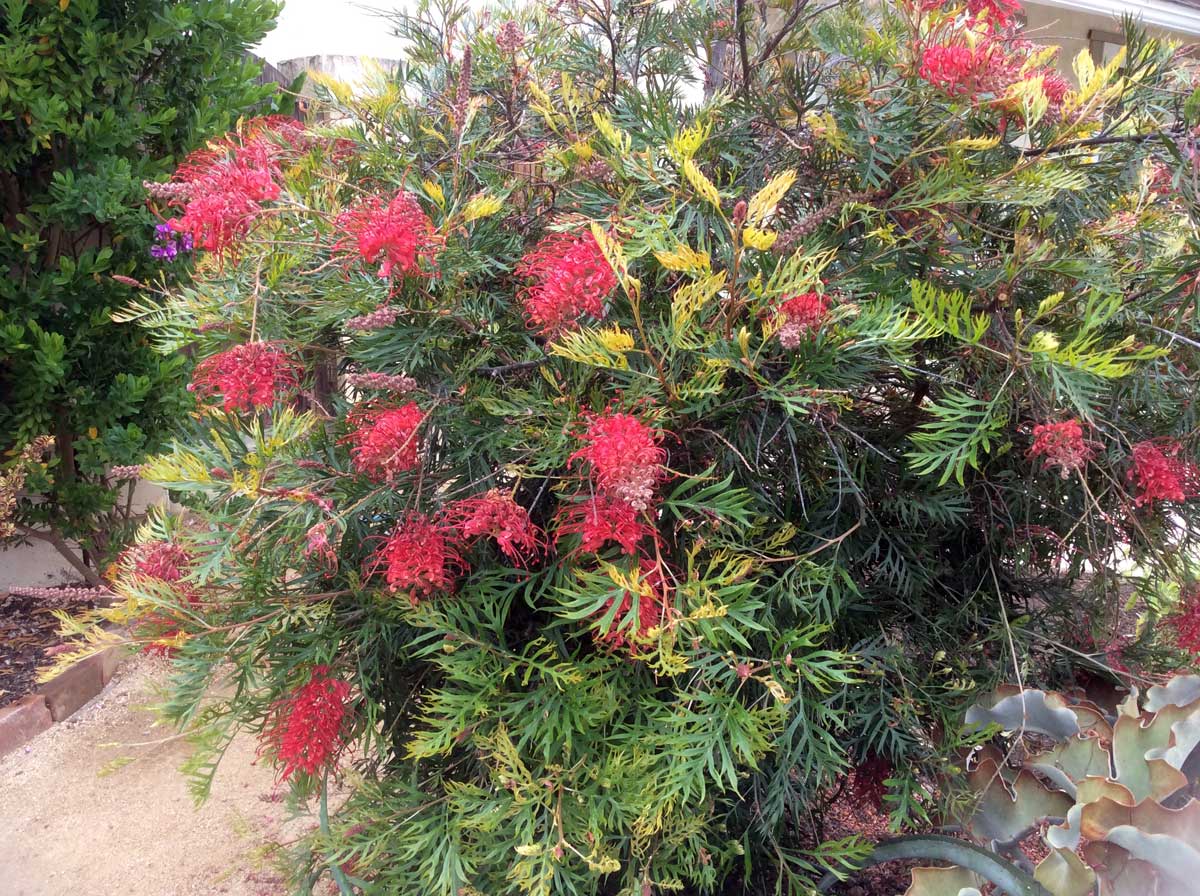 Grevillea 'Robyn Gordon' native grevillea shrub