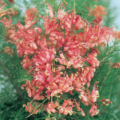 Grevillea 'Scarlet Sprite' bird attracting plant