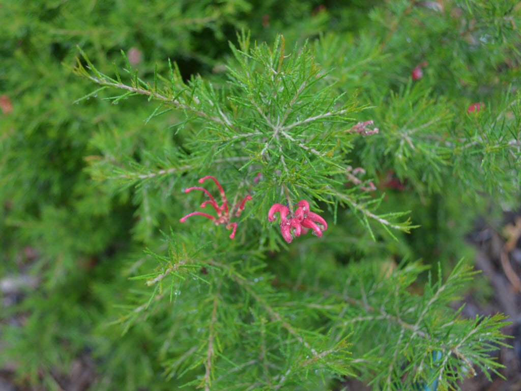 Grevillea 'Scarlet Sprite' Australian native shrub