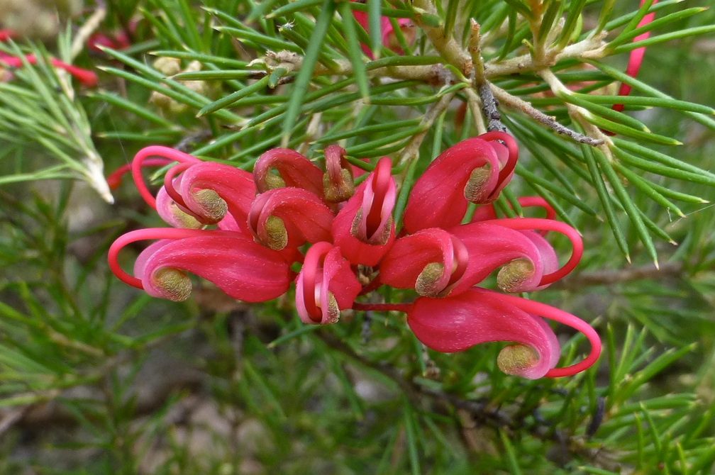 Grevillea 'Scarlet Sprite' low maintenance flowering shrub