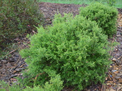 Grevillea 'Scarlet Sprite' native grevillea shrub