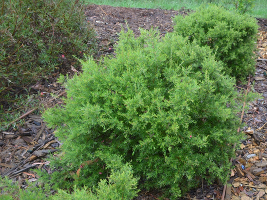 Grevillea 'Scarlet Sprite' native grevillea shrub