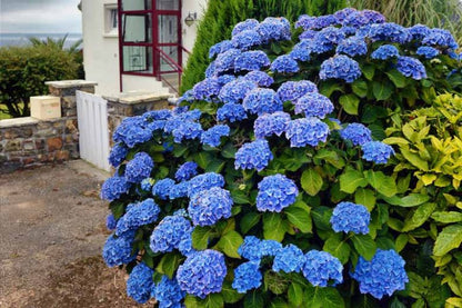Mature Hydrangea macrophylla 'Blue' flowering in a garden setting