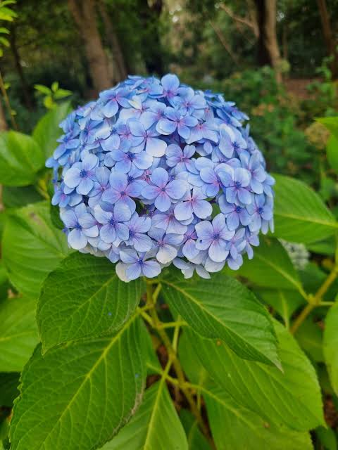Close-up of a blue Hydrangea macrophylla flower head and foliage