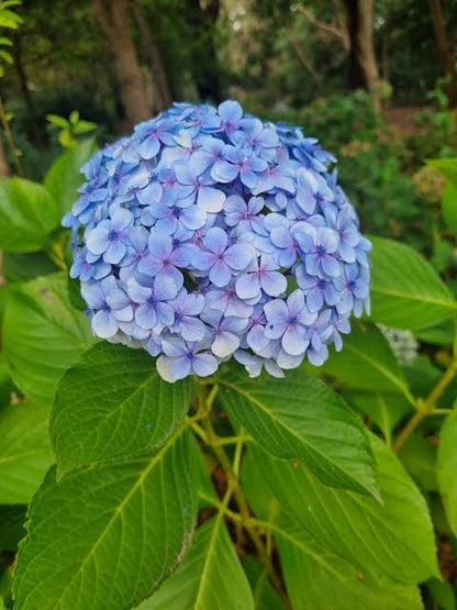 Close-up of a blue Hydrangea macrophylla flower head and foliage
