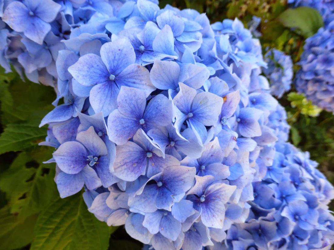 Detailed close-up of blue Hydrangea macrophylla petals