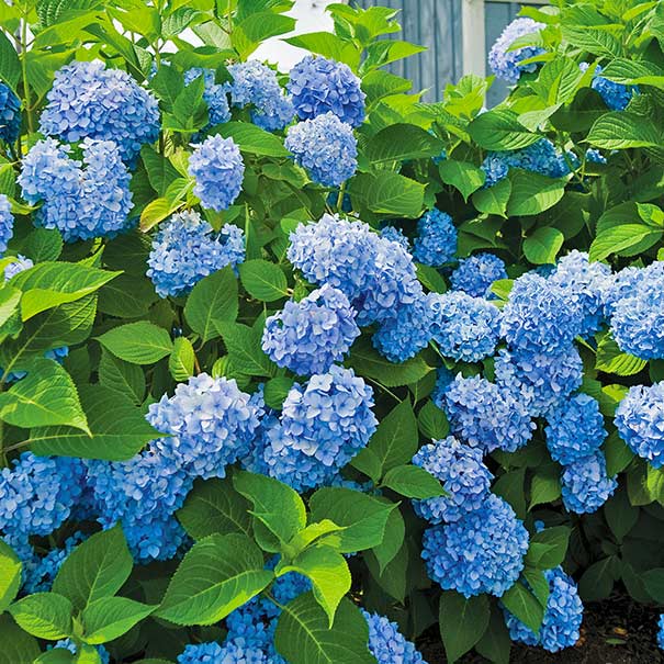Hydrangea macrophylla 'Blue' flowering plant with blue mophead blooms