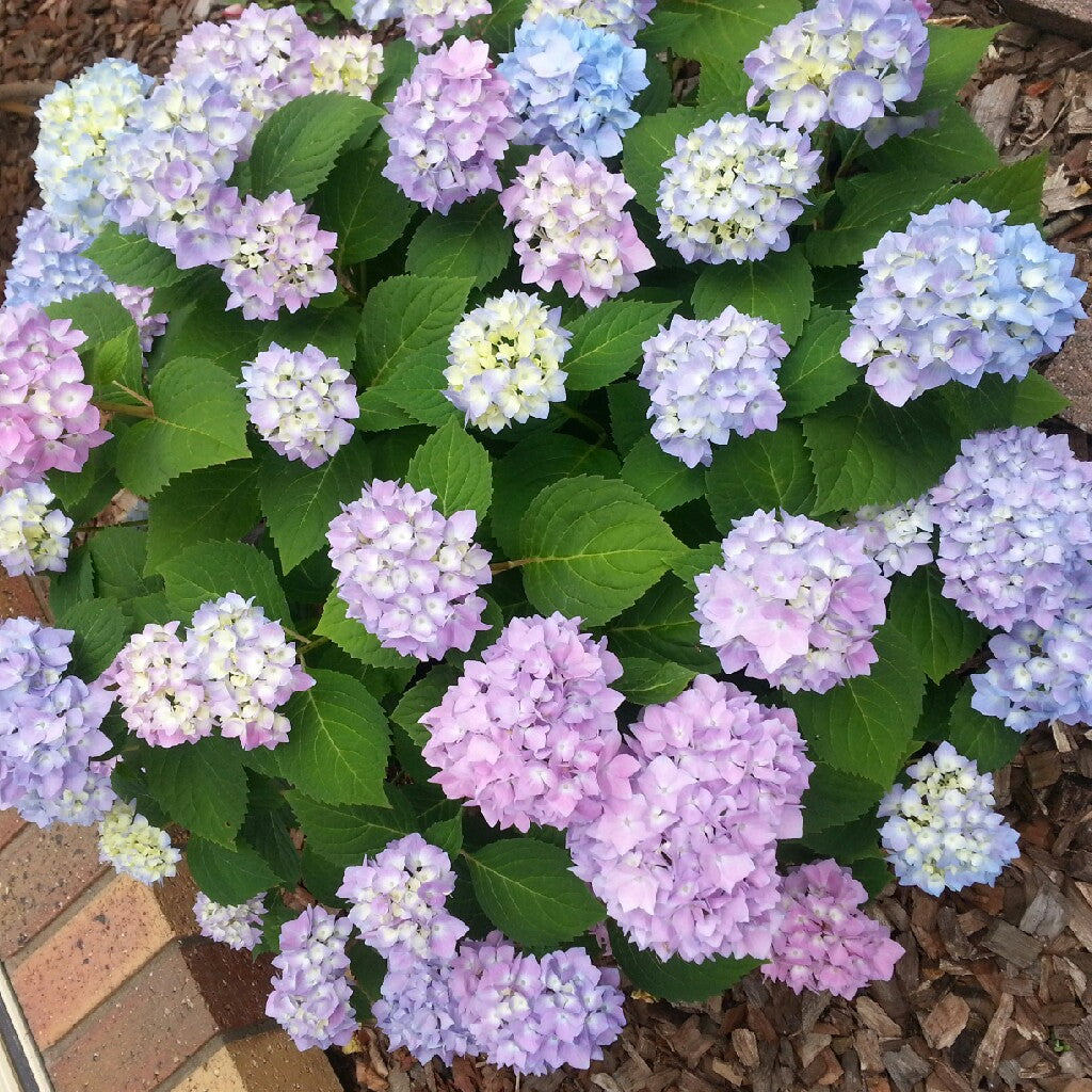 Hydrangea macrophylla 'Endless Summer' summer flowering plant