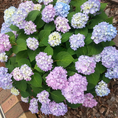 Hydrangea macrophylla 'Endless Summer' summer flowering plant