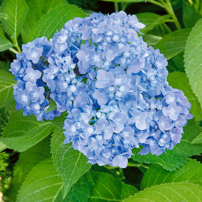 Hydrangea macrophylla 'Endless Summer' part shade garden plant