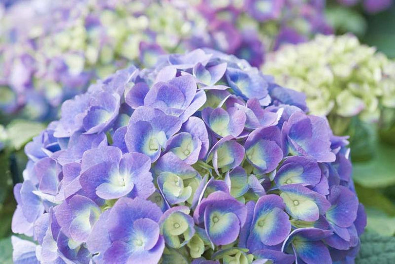 Hydrangea macrophylla 'Endless Summer' feature shrub