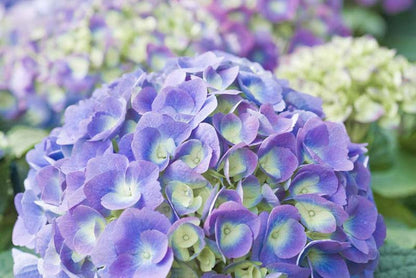 Hydrangea macrophylla 'Endless Summer' feature shrub