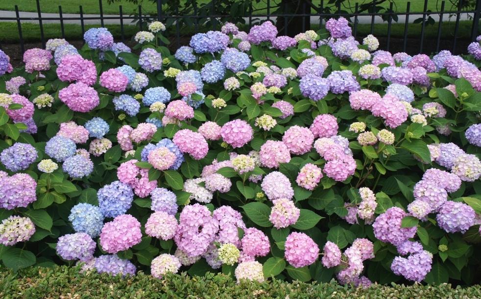 Hydrangea macrophylla 'Endless Summer' flowering hydrangea shrub