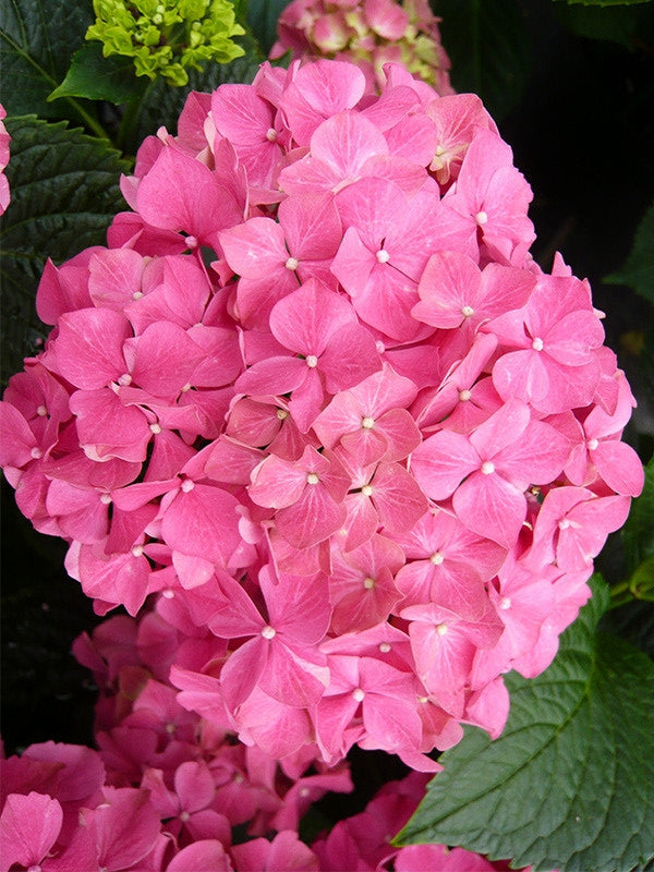 Close-up of a vivid pink Hydrangea macrophylla mophead flower cluster
