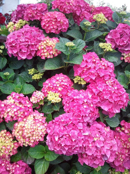 Pink Hydrangea macrophylla shrub covered in rounded mophead flower clusters