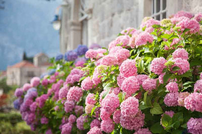 Pink Hydrangea macrophylla shrubs flowering along a garden border