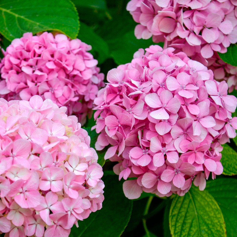 Rounded pink mophead clusters and green foliage of Hydrangea macrophylla