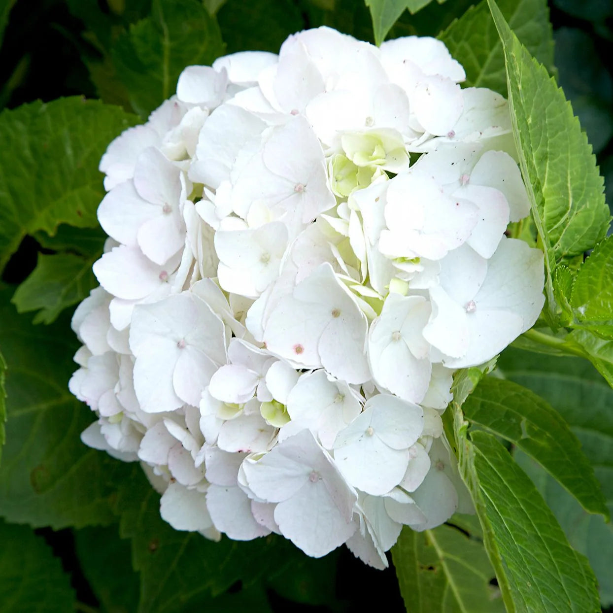 Close-up of a white Hydrangea macrophylla bloom framed by green leaves