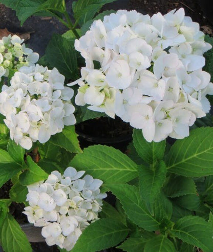 White Hydrangea macrophylla flower clusters above broad green leaves
