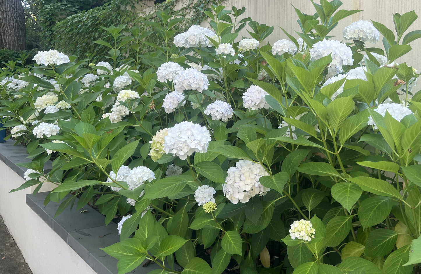 Mature white Hydrangea macrophylla shrubs flowering in a raised garden bed