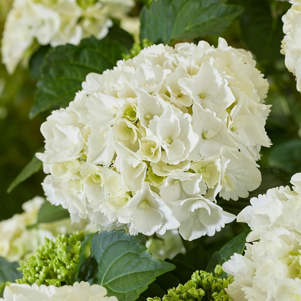 Close-up of a full white Hydrangea macrophylla mophead flower cluster with green foliage