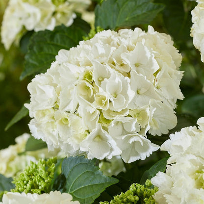 Close-up of a full white Hydrangea macrophylla mophead flower cluster with green foliage