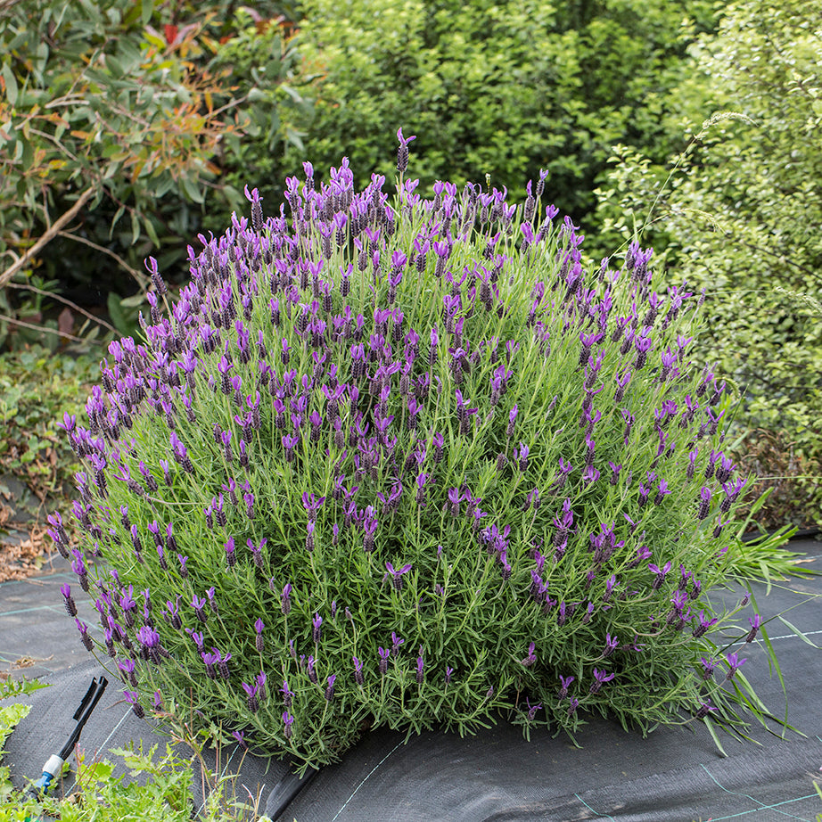 Lavandula stoechas 'Avonview' purple flowering plant