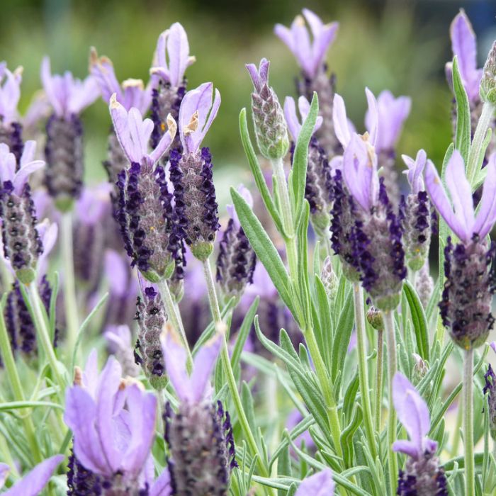 Lavandula stoechas 'Avonview' full sun garden plant
