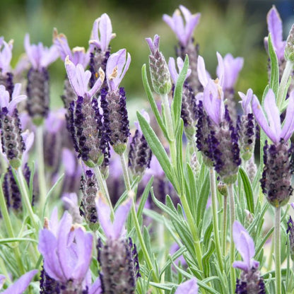 Lavandula stoechas 'Avonview' full sun garden plant