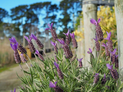 Lavandula stoechas 'Avonview' fragrant lavender shrub