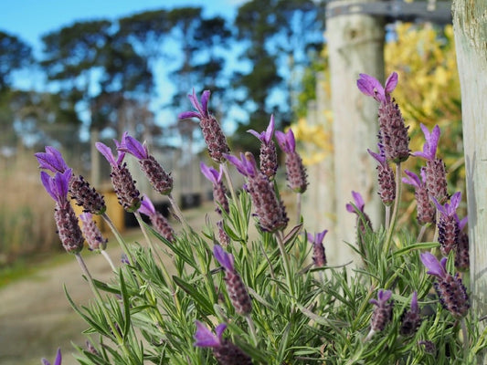 Lavandula stoechas 'Avonview' fragrant lavender shrub