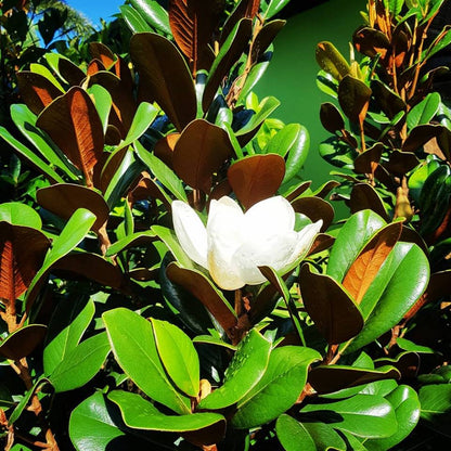Magnolia grandiflora 'Teddy Bear' evergreen feature tree