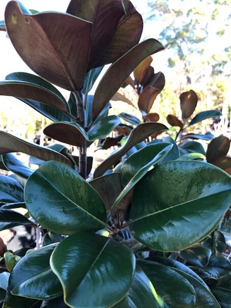 Magnolia grandiflora 'Teddy Bear' premium landscape tree
