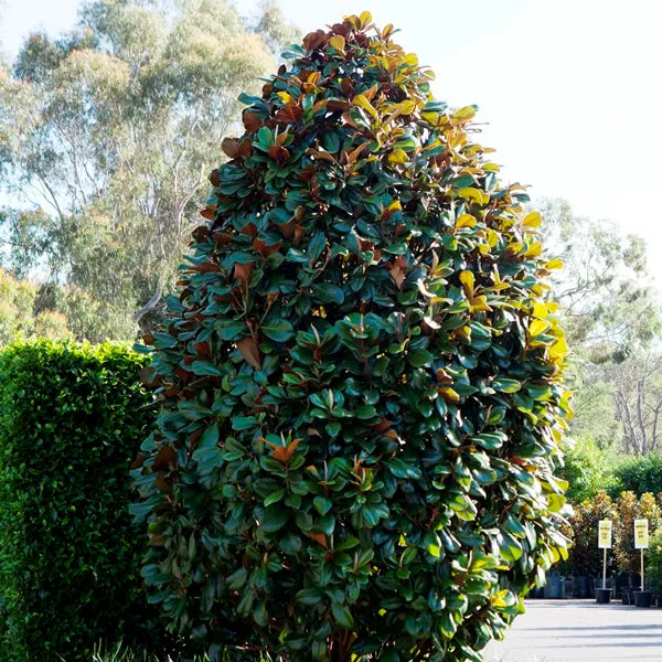Magnolia grandiflora 'Teddy Bear' magnolia feature tree
