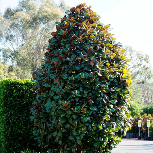 Magnolia grandiflora 'Teddy Bear' magnolia feature tree