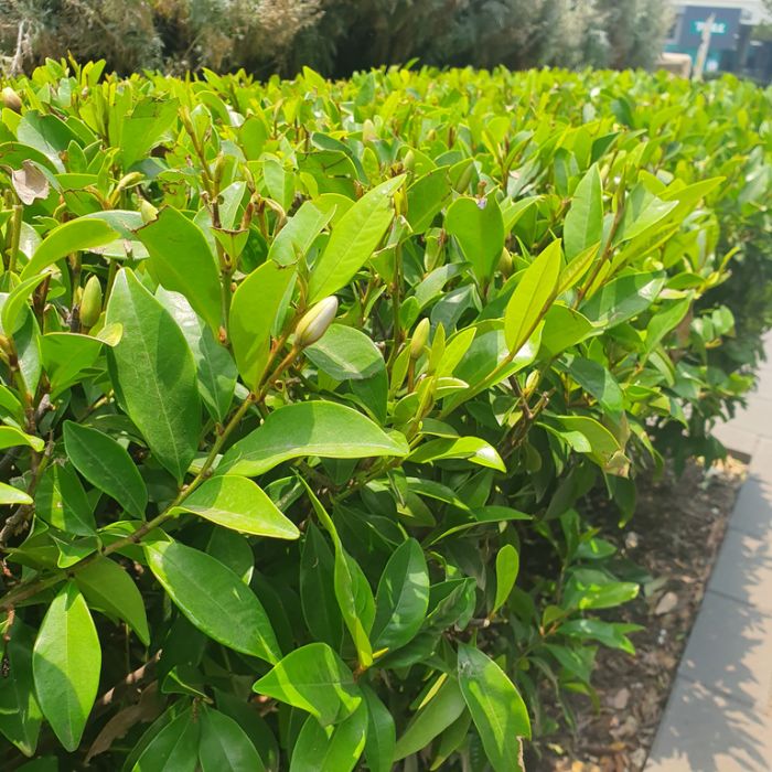 Michelia figo scented flowering plant