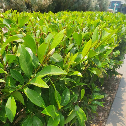 Michelia figo scented flowering plant