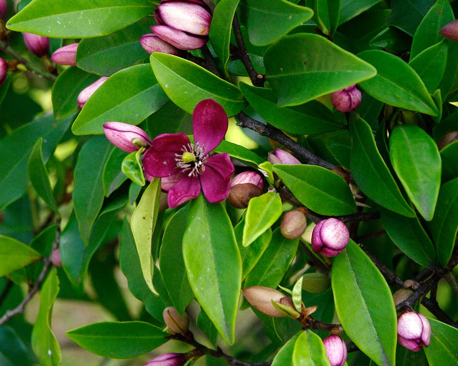 Michelia figo feature garden shrub