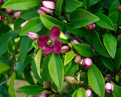 Michelia figo feature garden shrub